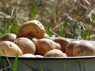  Raw potatoes in an iron plate on the grass, in nature
