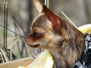 Profile of a dog on a background of grass. Dog breed chihuahua. Red, brown. He is looking to the right. You can see the head, ears, eyes, mustache. The mouth is closed.
