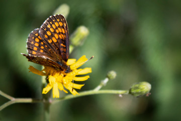 black-orange butterfly drinking nectar on a yellow flower