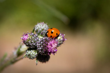 red ladybug on the purple buds of a thistle