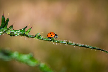 red ladybug that goes its way on a prickly green leaf