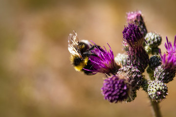 Bumblebee on the purple flower of a thistle