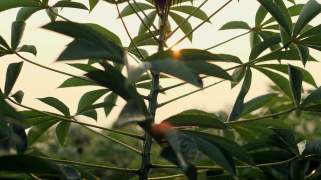 Green leaves cassava on branch tree in the cassava field
