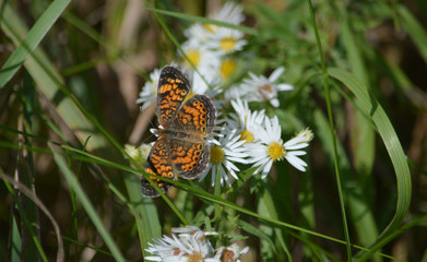 butterfly on flower