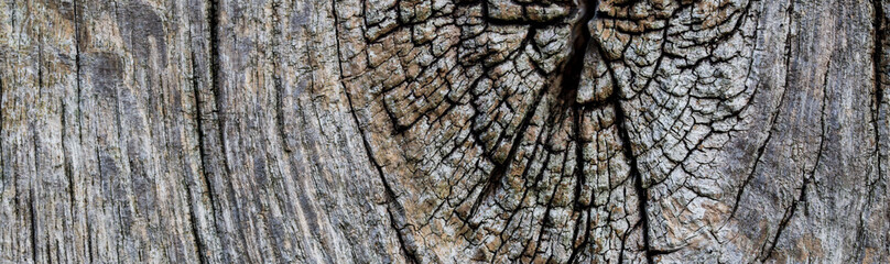 bark of a tree texture