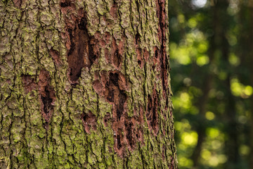 Borkenkäfer verursachen Waldsterben im deutschen Wald