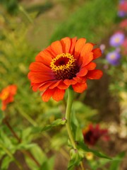 red,beautiful flower of zinnia plant in a garden