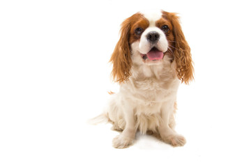 Dog Cavalier King Charles Spaniel on white background