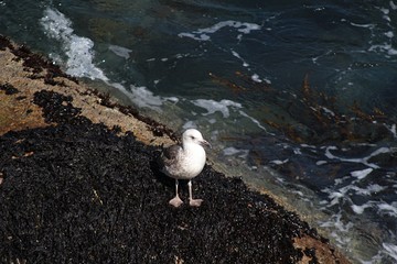 a seagull standing on a rock in the sea