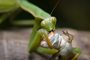 Praying mantis eating lizard - Mantis religiosa