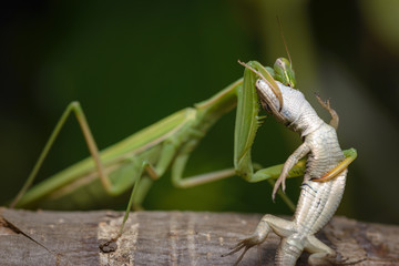 Praying mantis eating lizard - Mantis religiosa - Powered by Adobe