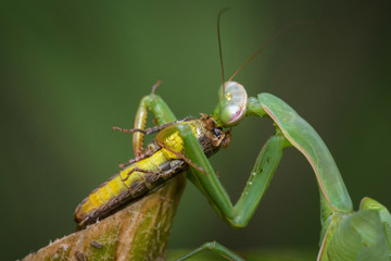 Praying mantis eating grasshopper - Mantis religiosa