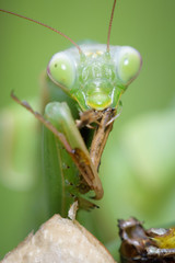 Praying mantis eating grasshopper - Mantis religiosa