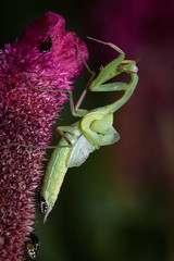 Praying mantis in the wild - Mantis religiosa