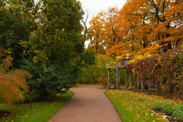 Autumn in the forest. Walk in the Park. Saint-Petersburg.