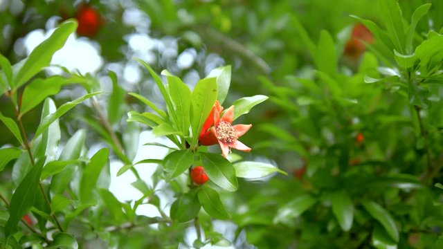 Smooth camera movement on young pomegranate blooming on branches, green leaves, close up