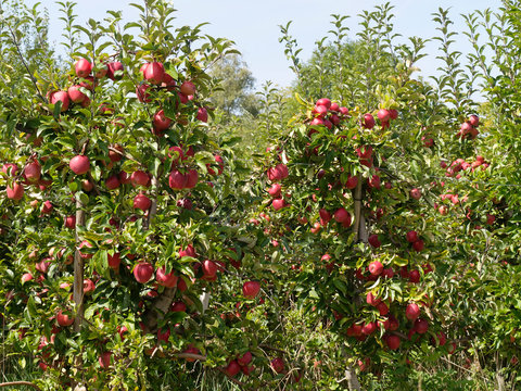 Malus domestica | Pommier domestique ou pommier commun garni de pommes mures en fin d'&eacute;t&eacute; dans un verger du margr&auml;flerland en Allemagne For&ecirc;t-Noire
