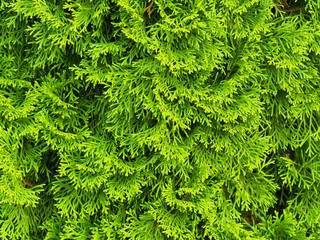 Thuja branches close up. Green texture and background
