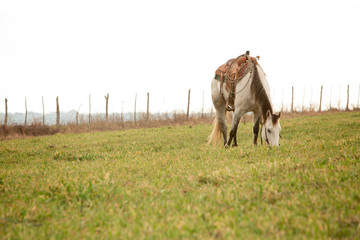 Horse grazing in the field pasture for cowboy on the ranch