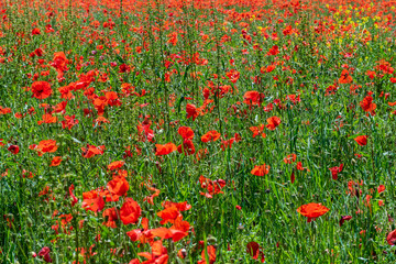 field of red poppies in spring