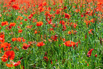 Poppy field in spring in countryside