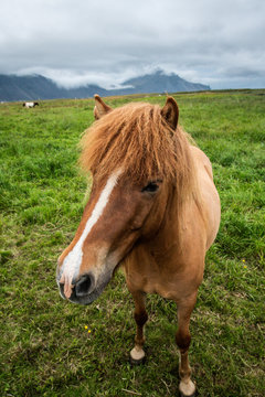 Icelandic horse in the beautiful landscape