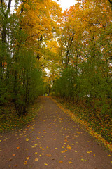 Autumn in the forest. Walk in the Park. Saint-Petersburg.