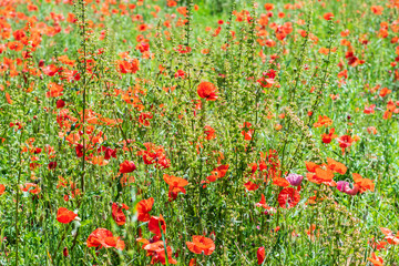 Background of red tender poppies in spring.