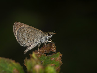 Pygmy Scrub Hopper Butterfly at Garo Hills,Meghalaya,India