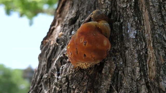 Amber on a tree, close up view, smooth camera movement