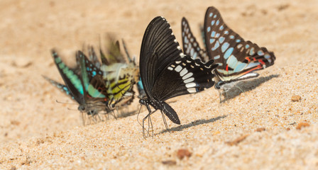 Butterflies Mudpuddling at Garo Hills,Meghalaya,India