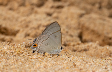 Fototapeta na wymiar Common Tit Butterfly at Garo Hills, Meghalaya,India