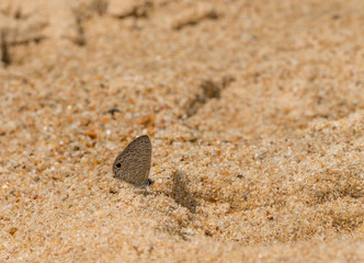 Tailless Lineblue Butterfly at Garo Hills,Meghalaya,India