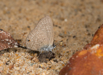 Fototapeta na wymiar Common Silliate Blue Butterfly at Garo Hills, Meghalaya,India