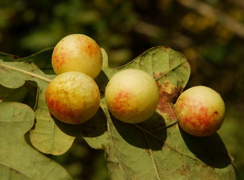 galas balls on oak tree leaf as parasite