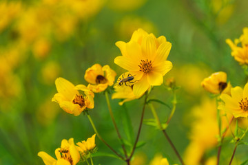 yellow daisy sunflower flowers and insect in a field