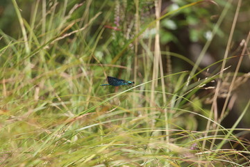 Blue dragonfly
