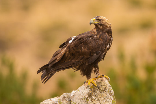 A Spanish Imperial Eagle perched on a rock in it's natural habitat
