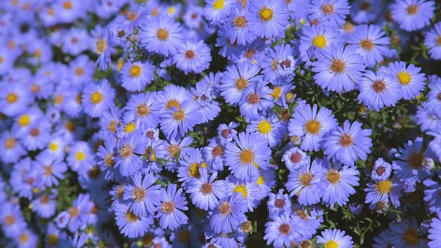 Flowers Aster long-term, bush on a flower bed, closeup 