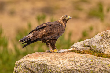 A Spanish Imperial Eagle perched on a rock in it's natural habitat