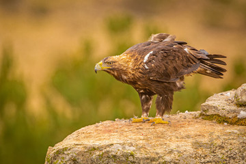 A Spanish Imperial Eagle perched on a rock in it's natural habitat