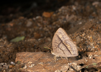 Mycallesis Sp Butterfly at Garo Hills,Meghalaya,India
