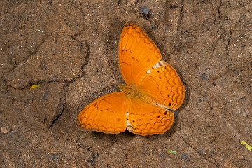 Common Yeoman Butterfly at Garo Hills,Meghalaya,India