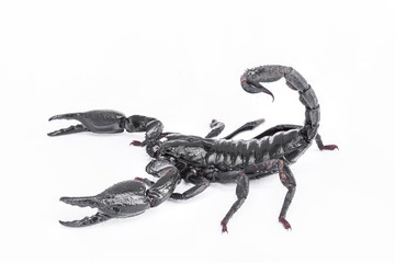 scorpion isolated on white background