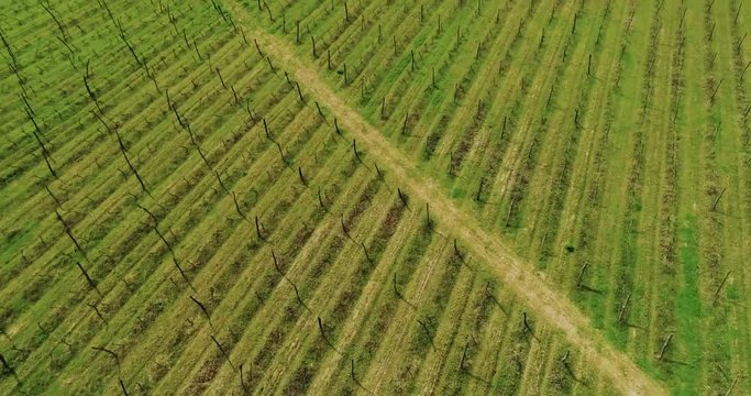 Aerial motion view of vineyard. Flight over green vineyard meadow