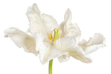 Plakat tulip flower isolated