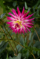 Obraz premium pretty,multicolor flower of dahlia in a garden