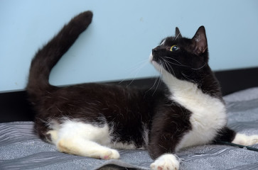 black and white shorthair cat lies