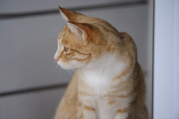 Ginger and white cat, looking to left with grey blurred background