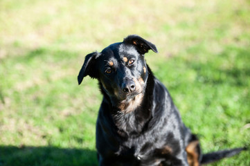 Black and tan dog with head tilted to left and looking puzzled, with green blurred background
